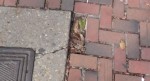 bricks